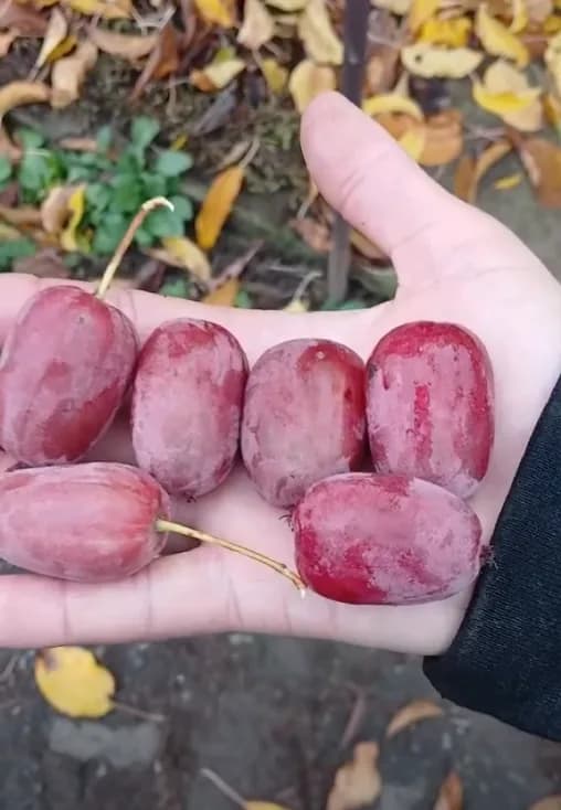 Сладкая ягода актинидия