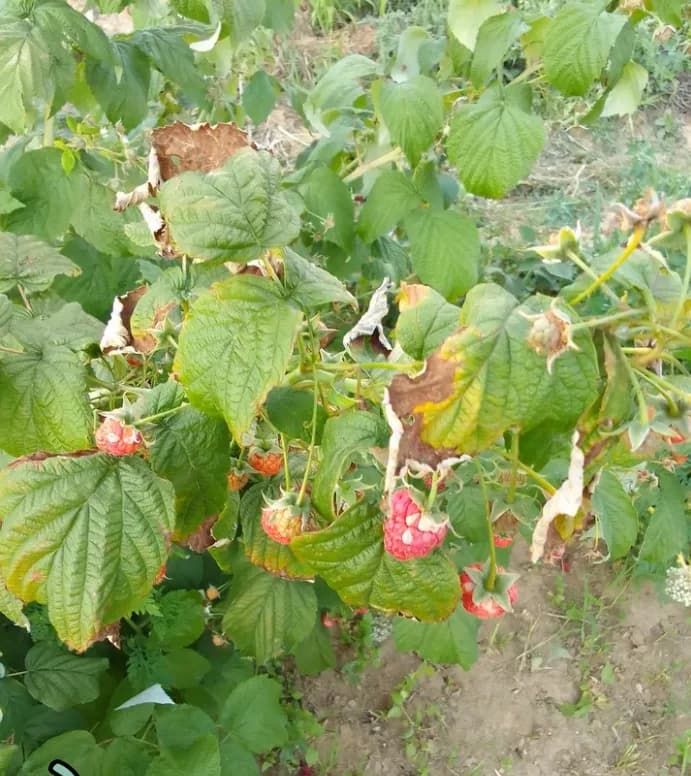 Почему малина бывает с белыми пятнами
