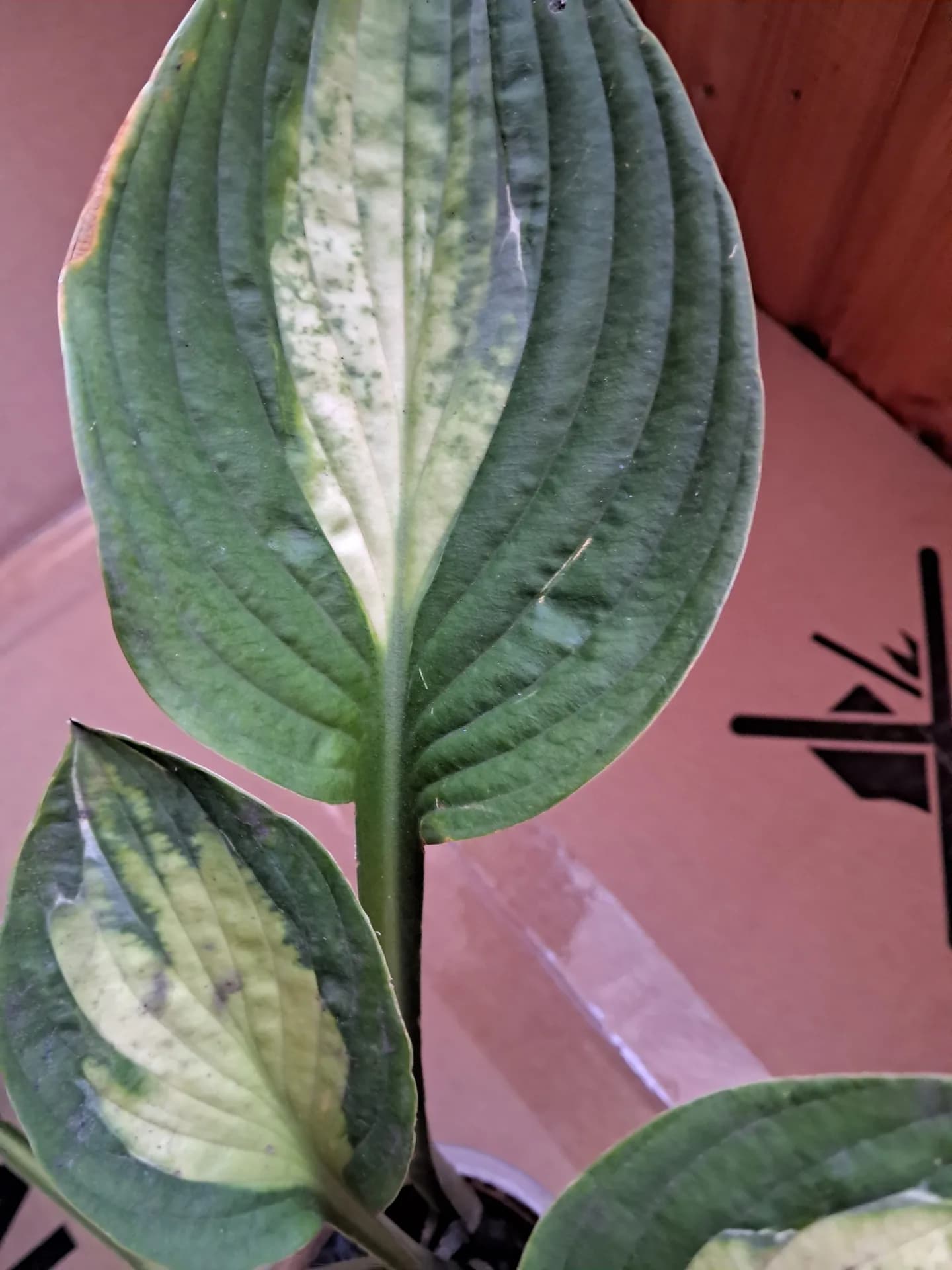 Новая хоста с интересным названием.
