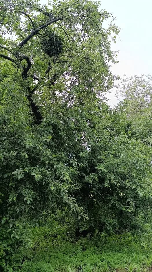 Яблоня домашняя (Malus domestica), сорт неизвестен