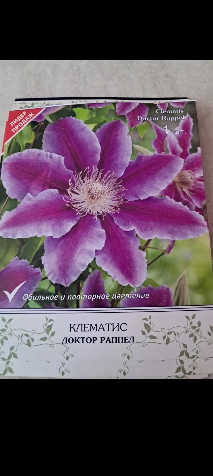 Клематис Доктор Раппел зацветает.
