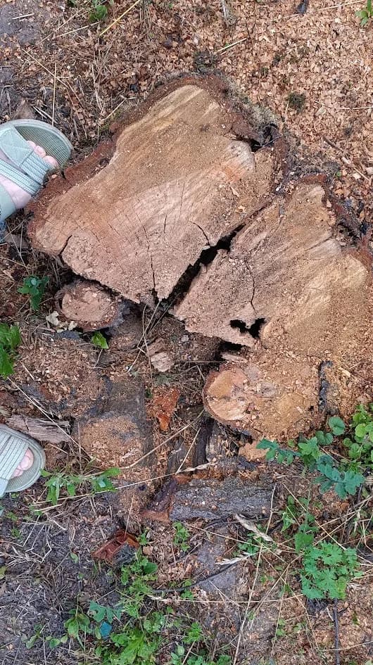 Срезали старую вишню на краю сада