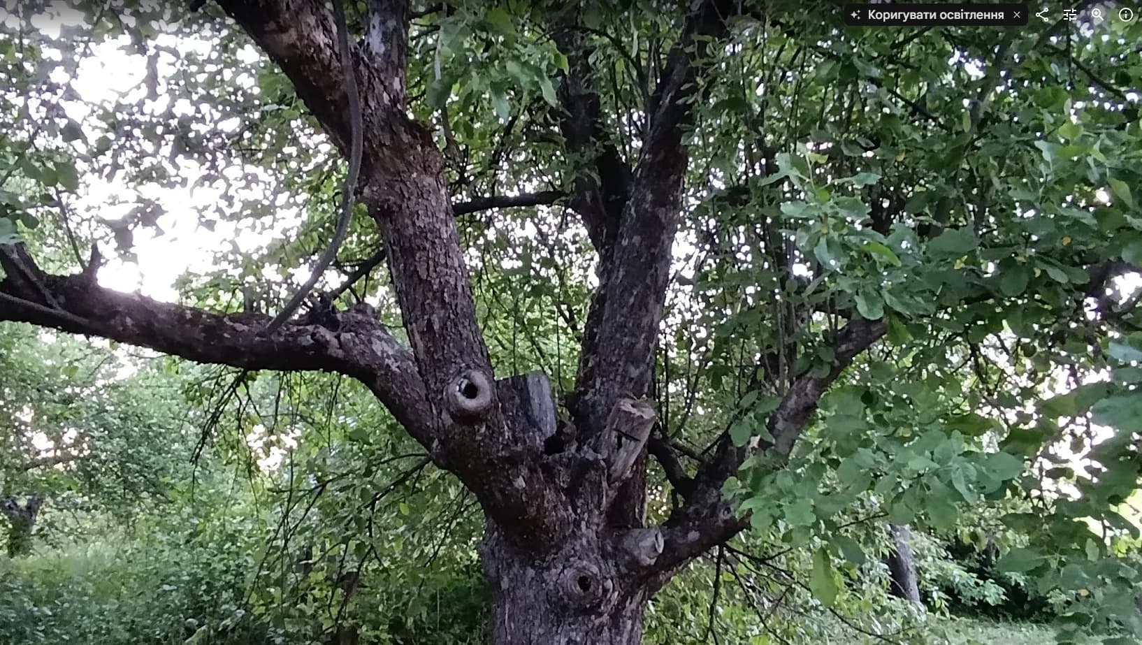Яблоня домашняя (Malus domestica), сорт неизвестен
