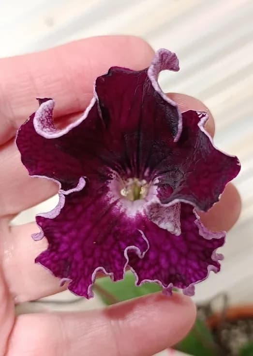 Стрептокарпусы зацвели без меня