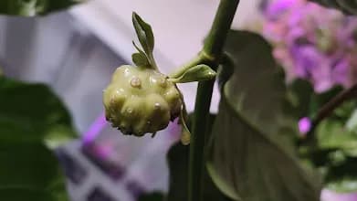 Опять у меня семена моринды не совсем вовремя