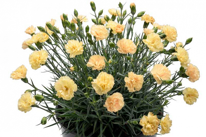 Dianthus Promotional Hello Yellow (Бордюрная гвоздика)