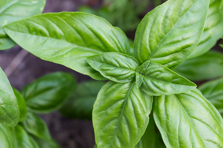 Ocimum basilicum 'Genovese' (Сладкий базилик)