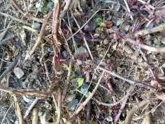 Коварная мята не дала шалфею шанса.