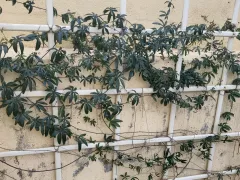 Пассифлора зимой