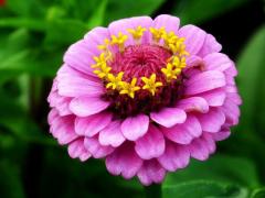 Циния (Zinnia)