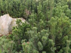 Сосна горная «Мугус» (Pinus mugo Mughus)