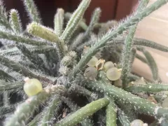 Омеловый кактус: необычный лесной эпифит