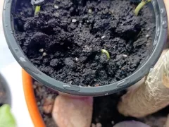 Неопознанные экзоты из старых бобов