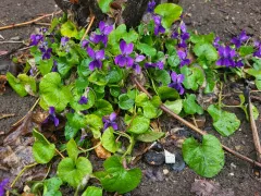 Лесные фиалки в моем саду