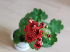 Мои пеларгонии продолжают цвести в квартире