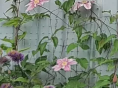 Новое место для моих клематисов.