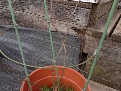 Смогла ли бугенвиллея перезимовать в горшке на улице?