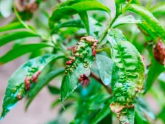 О сложностях в уходе за персиком: план обработки против курчавости