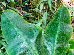 Банан карликовый