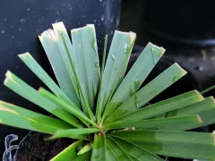 Циперус переселился в горшок с землей