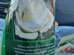 Покупка чайно - гибридной розы.