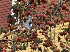 Райская яблонька и варенье от ее хозяйки