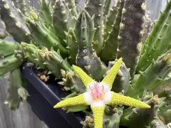 Стапелии бывают разные... Эта - моя любимая