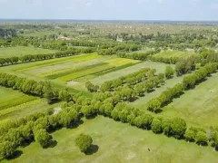 Великое озеленение пустыни