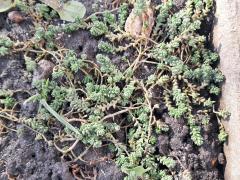 Очиток едкий