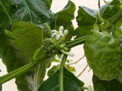 Моринда вся в плодах