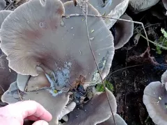 Вешенки на пне грецкого ореха