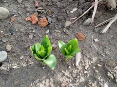 Из серии, а что это я здесь посадила?