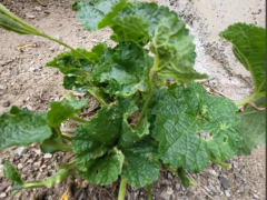 Мальва, или шток-роза (лат. Malva)