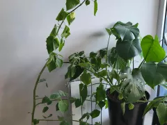 Физалис, который скучает по дому