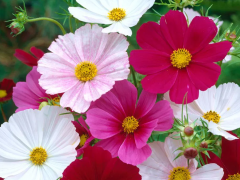 Космея дваждыперистая (Cosmos bipinnatus)