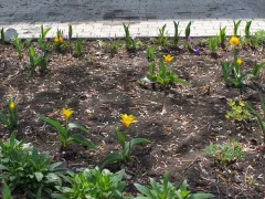 Наша офисная клумба