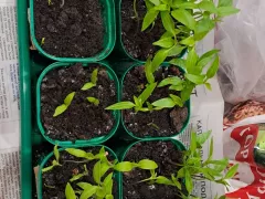 Немного о моей рассаде и посадке нового сорта томата.