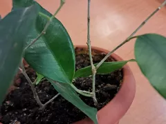 Фикусы Бенджамина, которые я укореняла в воде, с добавлением микоризы, пошли в рост.