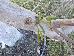 Неожиданная находка на яблоне