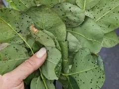 Ржавчина на розе