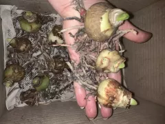 Посадка гиппеаструмов