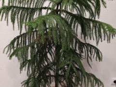Араукария разнолистная (лат. Araucaria heterophylla)