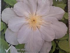 Клематис  Мадам ле Культр