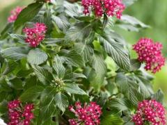 Пентас ланцетный (Pentas ianceolata)