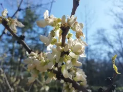 Белоснежное цветение церсиса китайского сорта Широбана. 