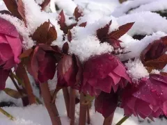 Цветет морозник True Love