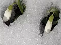 Первые подснежники