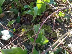 Черемша - первые зеленые витамины с грядки.