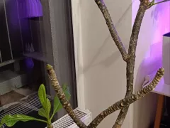 Заменила старую красную плюмерию на молодую белую