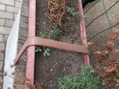 Хризантема мультифлора, посаженная в контейнере, уже активно дала поросль.